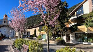 Tutte