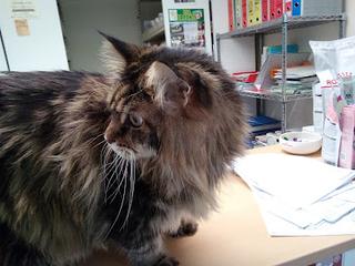 Gatto