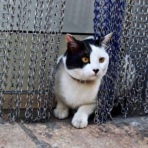 Gatto