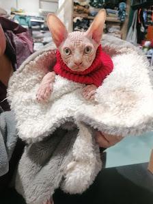 Gatto